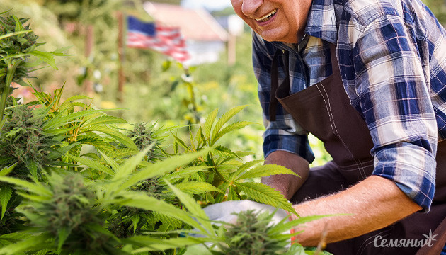 Позитивное отношение пожилых американцев к каннабису Большинство пожилых американцев относятся к каннабису положительно