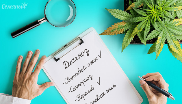 Основные болезни конопли и как их распознать по внешнему виду