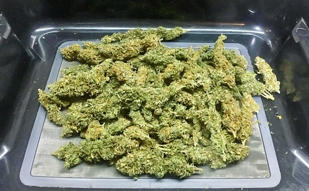 Шишки после пролечки на подносе