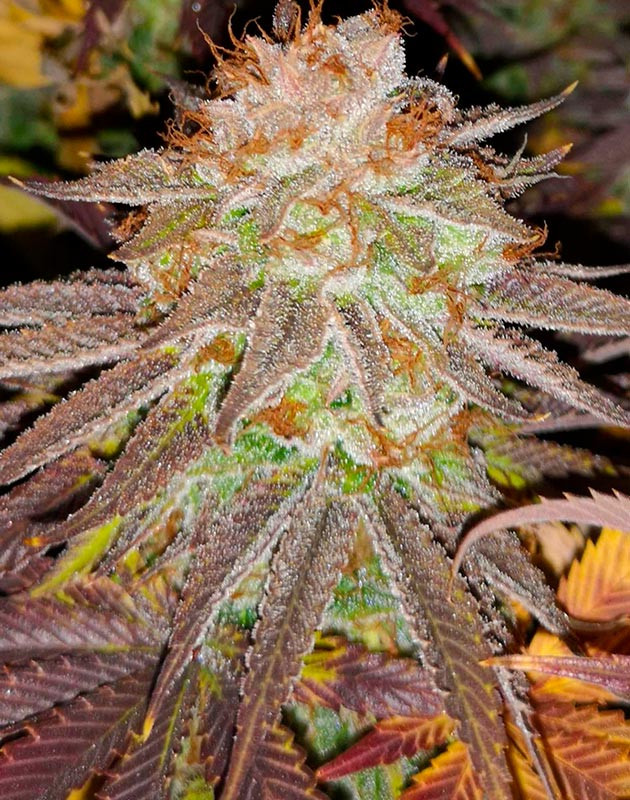 Бутон с оранжевыми стигмами