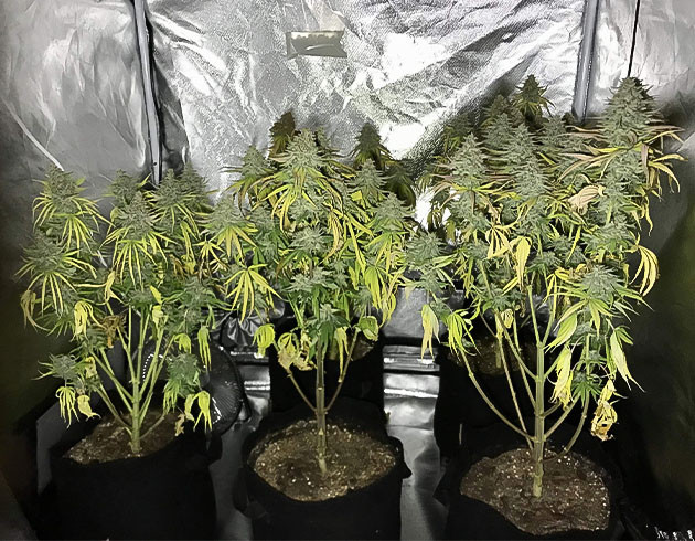 Кусты перед харвестом