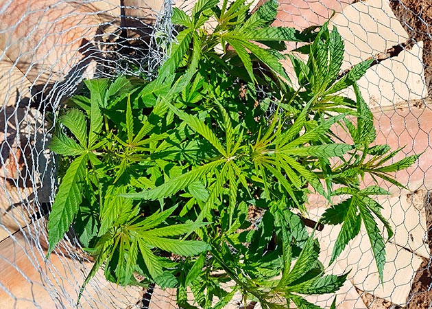 Гроурепорт сорта Runtz Muffin