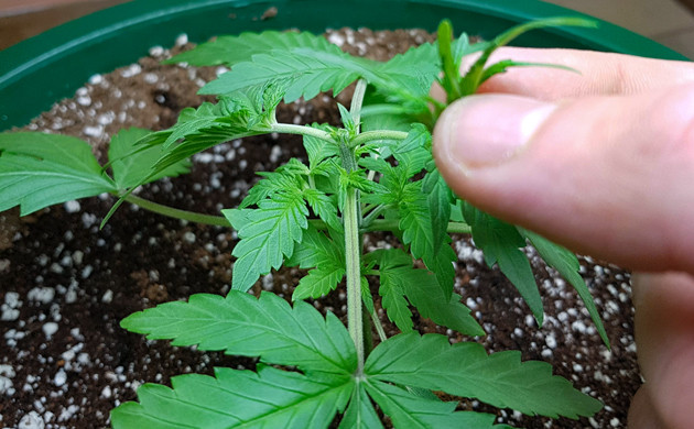 Топпинг марихуаны