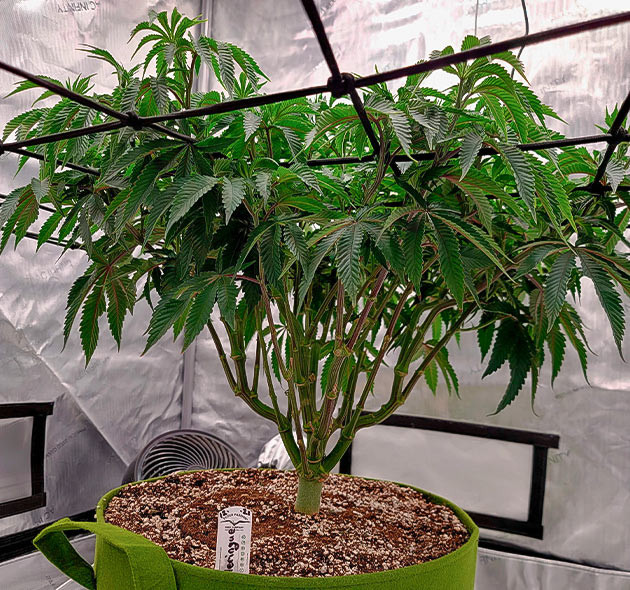 Сетка Скрог над кустом конопли