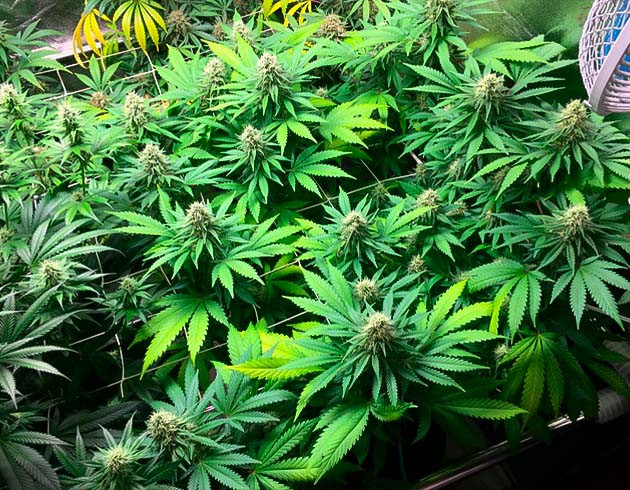 Куст на 9 неделе выращивания