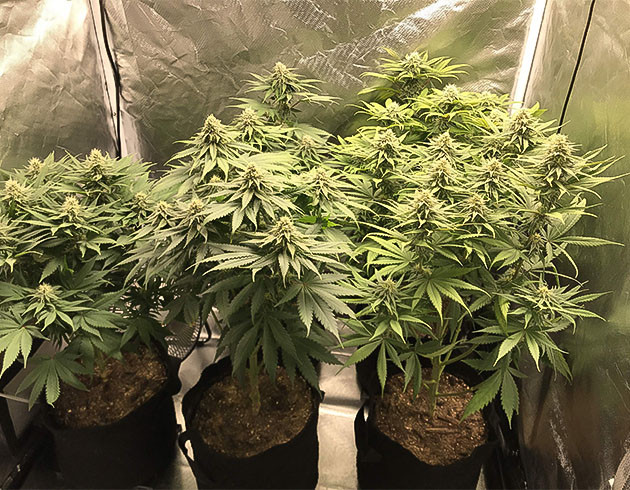 5 кустов Chemical Bride на цветении