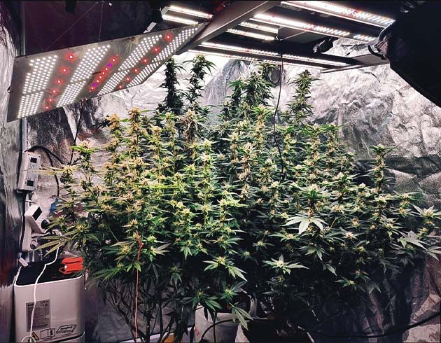 Цветение куста Dozy Doz