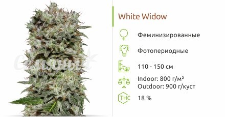 White Widow fem
