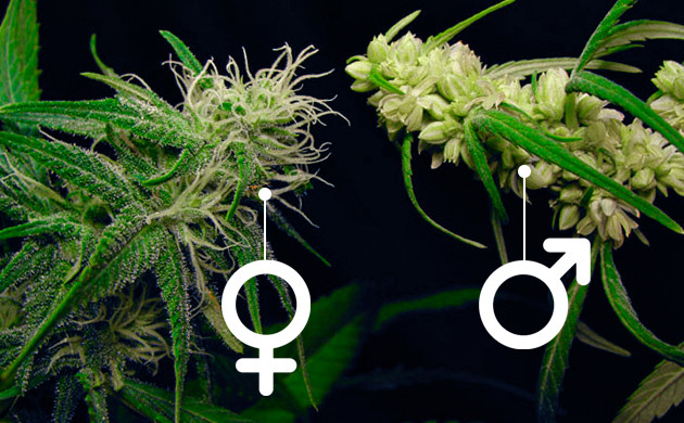 Растения каннабиса мужского и женского пола