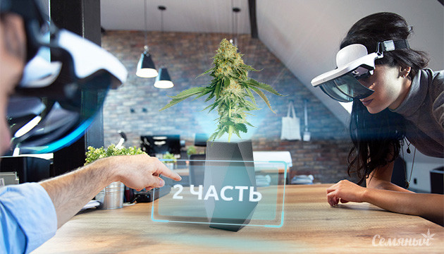 Новые тенденции в коноплеводстве Новые технологии для увеличения урожайности конопли