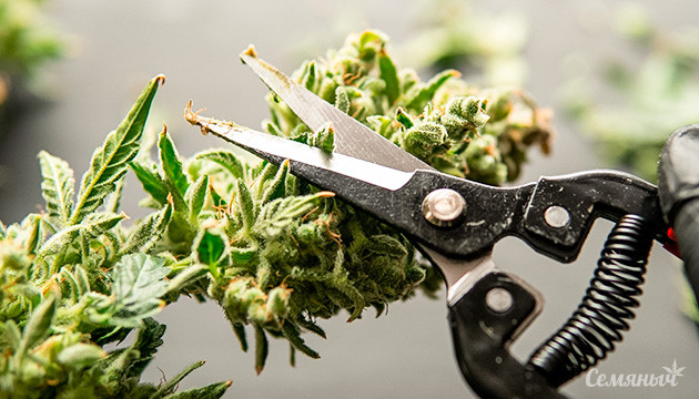 Как организовать процесс обрезки собранных соцветий
