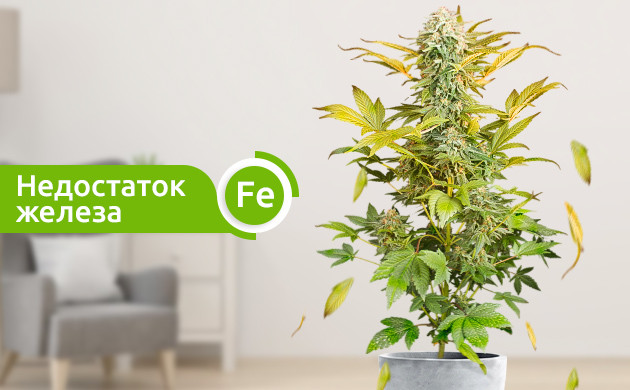 Пожелтение верхней части куста