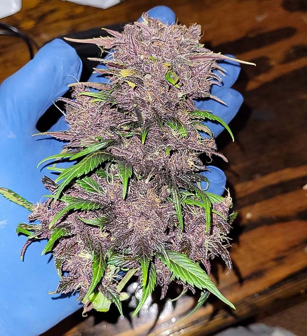 Сбор урожая Purple Lemonade Auto