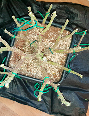 Голые стебли куста