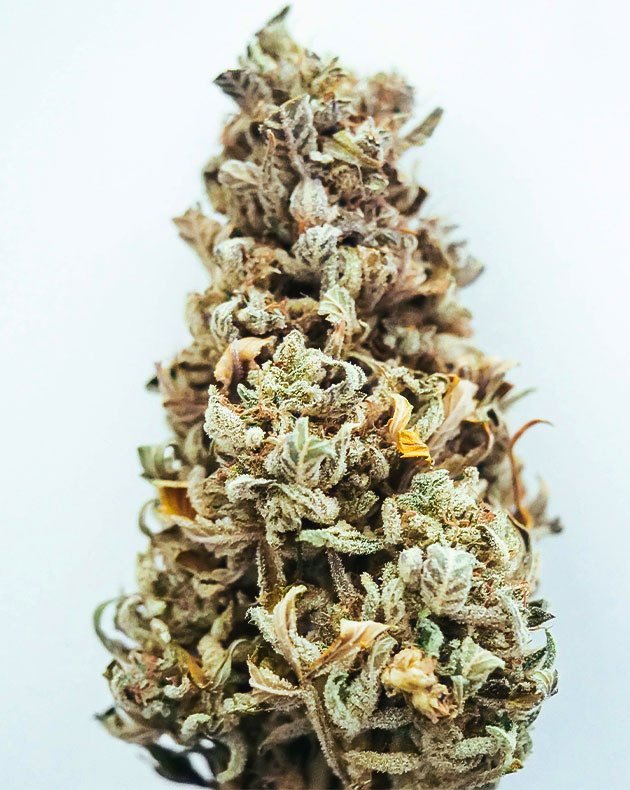 Сухое соцветие Шишка Wedding Cheesecake после сушки