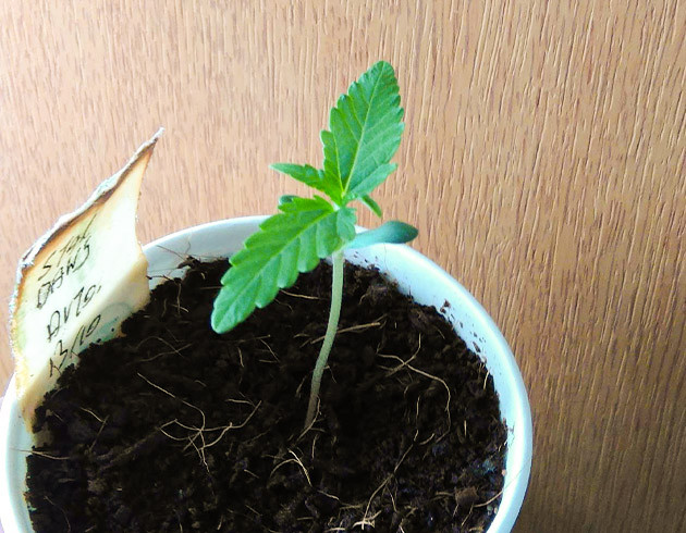 Росток конопли 8 см