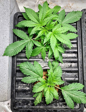 Разница в размерах кустов