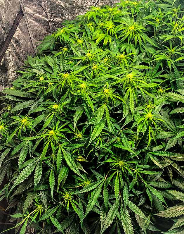 Стимуляция цветения сорта Auto Cinderella Jack