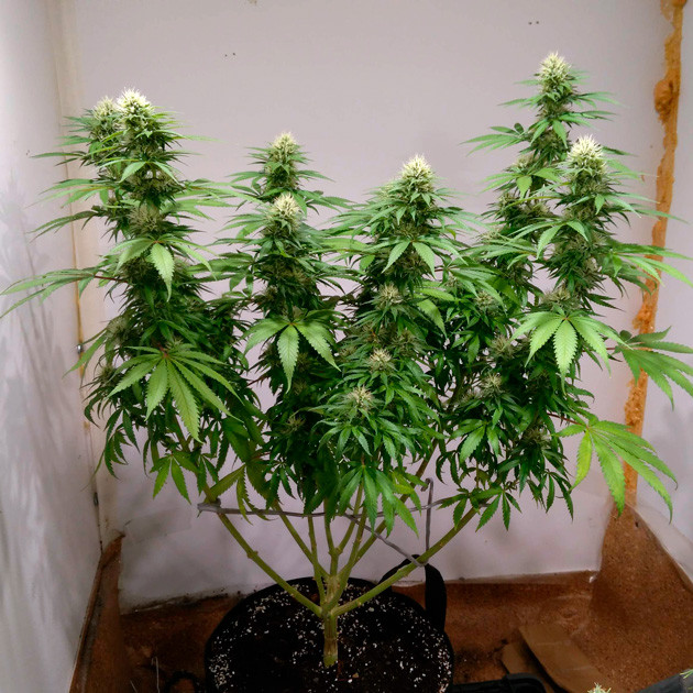 Формирование шишек Развитие соцветии на 14 неделе выращивания