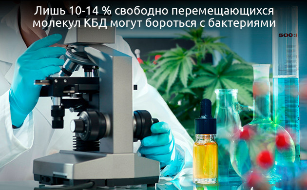 Перспективы использования КБД в борьбе с бактериями