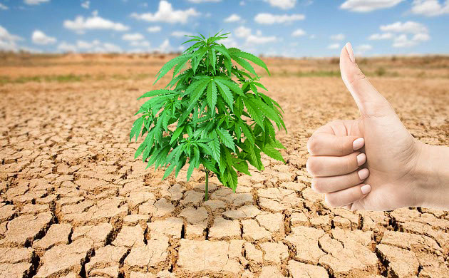 Неприхотливая марихуана