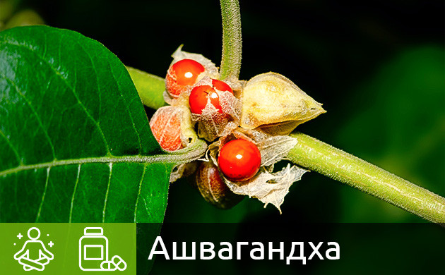 Растение ашвагандха