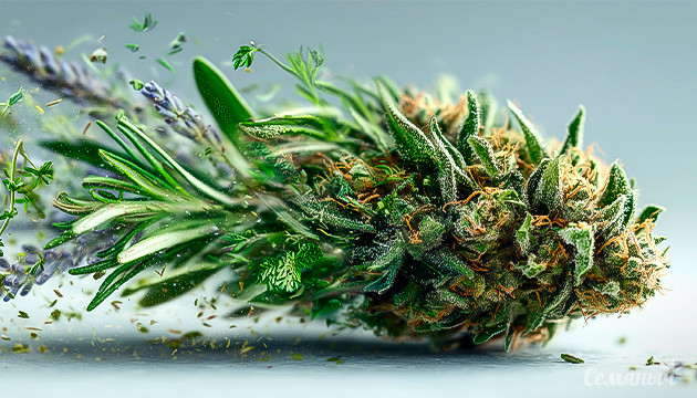 Терпен борнеол в конопле и ароматных травах