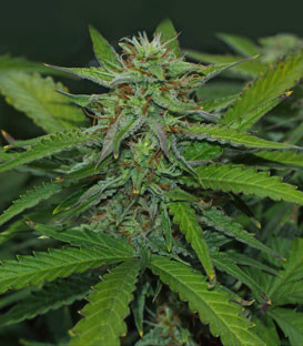 Соцветие Jack 47 Auto на 7 неделе выращивания