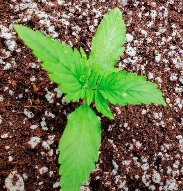 Росток Northern Lights 10 of 10 от Seedkeepers на 2 неделе