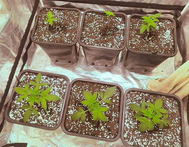 Cream Caramel Auto: различная скорость прорастания Cream Caramel Auto: проблемы с прорастанием семян