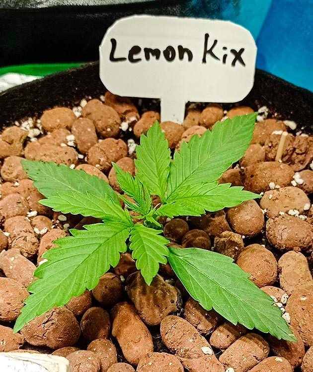 Росток Auto Lemon Kix на второй неделе