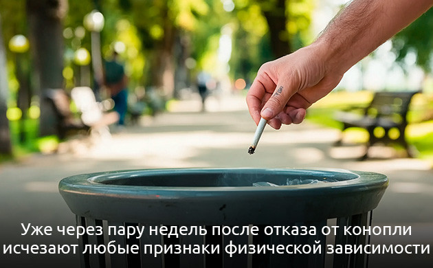 Физическая зависимость от марихуаны и влияние ТГК на организм