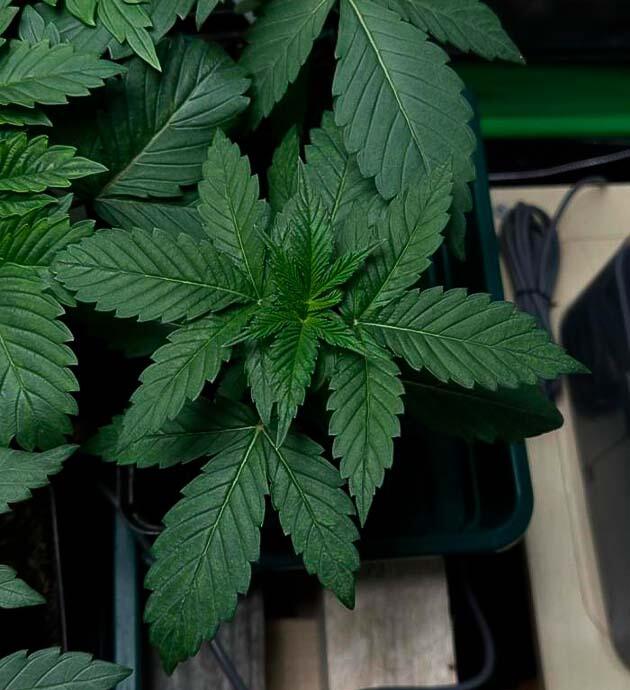 Lemon Cherry Runtz с яркой листвой в горшке