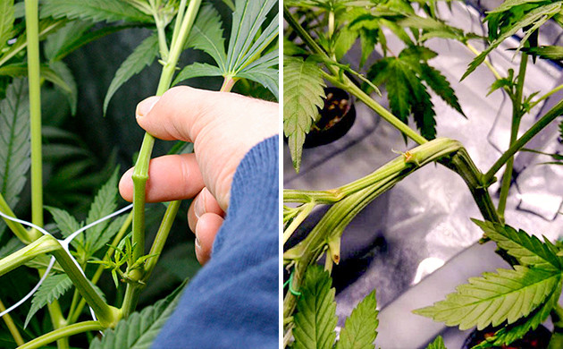 Применение техники суперкроппинг Подгибание ветвей техникой суперкроппинг