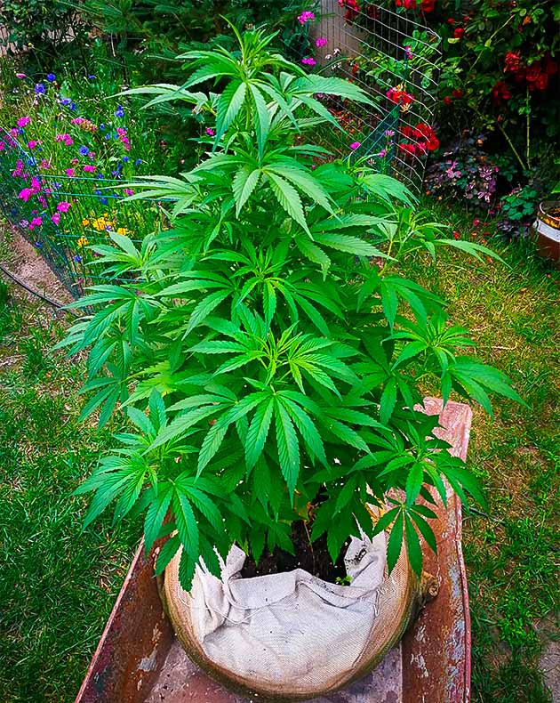 Метровый куст конопли