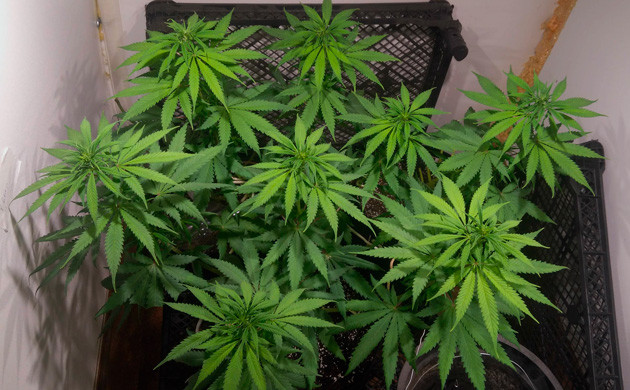 Десятая неделя выращивания Куст Y Griega ростом 45 см