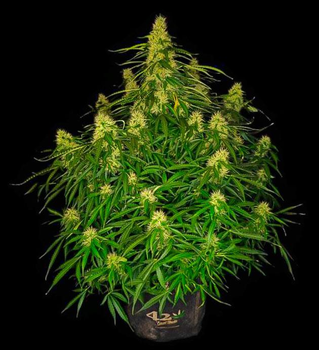 Куст Z-Up Auto на 8 неделе выращивания