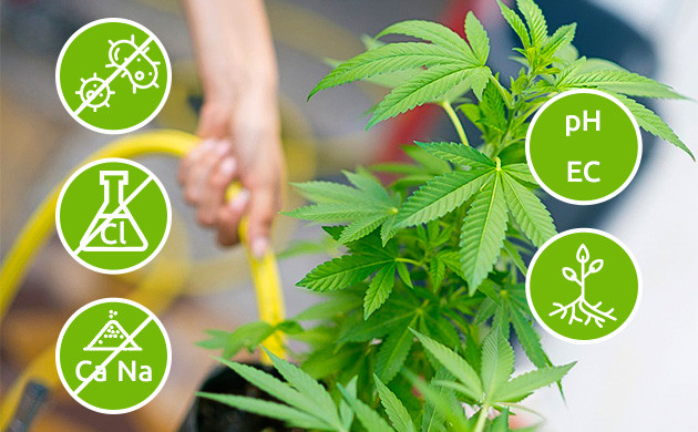 Осмотическая вода для максимальной отдачи от кустов конопли