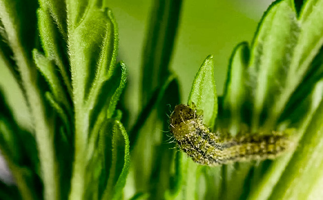 Болезни автоцветущих сортов марихуаны