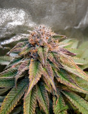 Приближение к харвесту Янтарные трихомы на шишке