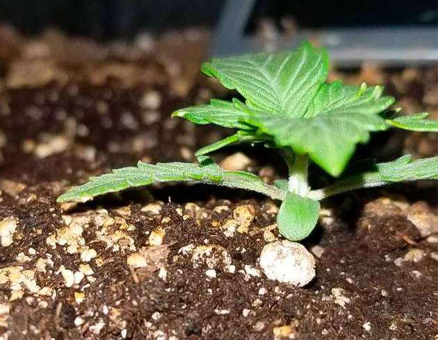 2 неделя роста конопли