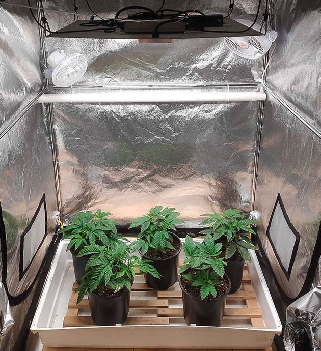 Проблема с температурой воздуха в гроубоксе Горшки с кустами в просторном боксе