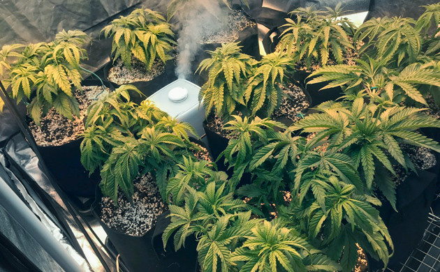 Тренировка и обрезка крон