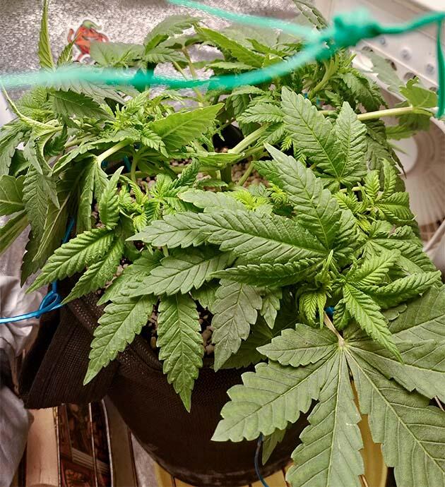 Каннабис на раннем этапе цветения