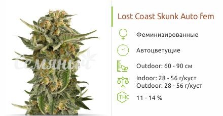Lost Coast Skunk Auto fem (Humboldt Seeds)