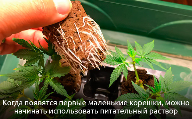 Правильное использование устройств для клонирования Управление температурой при клонировании конопли