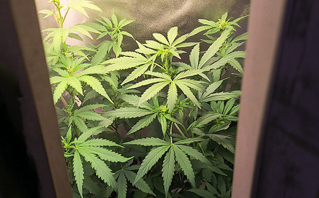 Палатка для выращивания конопли Самодельный гроутент