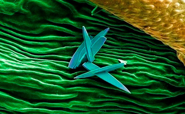 Зеленая складчатая структура поверхности