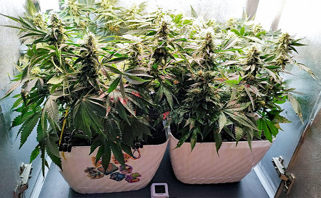 Цветение конопли Кусты Mimosa Shot и Gorilla Zkittlez на 11 неделе выращивания