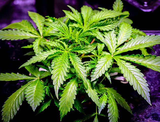 Выращивание сорта Auto Cinderella Jack